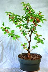 I understand now is about the time to add a feed. A List Of The 5 Best Indoor Fruit Trees Toris Design Box