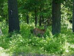 Lyman Woods 150 Acres Of Natural Area Including Woods Prairie Marsh A Great Interpretive Center Offers Camps Classes Downers Grove Picnic Area Grove Park
