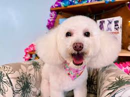 Happy Snoutz Pet Resort