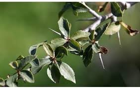 Image result for Commiphora