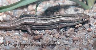 Image result for Vittaria guineensis