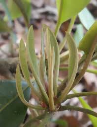 Gonzalez and feliciano (1953) suggested that tree vigor may be related to flower production and fruit set. Sapodilla Flower Steemit