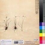 Image result for Kyllingiella microcephala