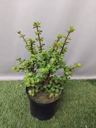 Image result for Odontosoria afra