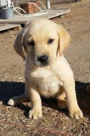 The labrador are akc, ofa tested hips elbows and eyes. Labrador Retriever Puppies For Sale In San Diego California Classified Americanlisted Com