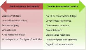 • moving crops around helps to stop the build up of pests and diseases, which are found in the soil. Improving Soil Health In Pacific Northwest Potato Production A Review Springerlink