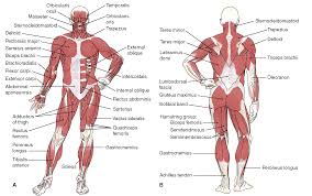 Blood vessels carry blood throughout the body, which moves because of the beating of the heart. Posterior Muscles Of The Body Diagram Human Muscular System Human Body Muscles Muscle Diagram