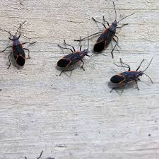 Maybe you would like to learn more about one of these? Are Boxelder Bugs Dangerous To People Pets And Property The Family Handyman