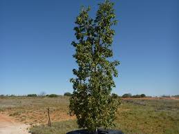 Image result for Brachychiton populneus