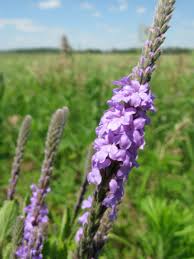Image result for Verbena × teasii