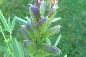 Image result for Crotalaria parvula