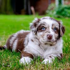 They are a good fit for colder climates as well as warmer climates. 1 Australian Shepherd Puppies For Sale By Uptown Puppies