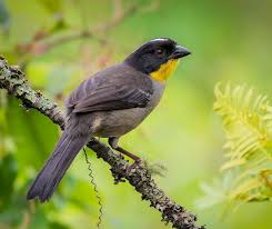 Image result for Agelanthus sp. aff. A. brunneus