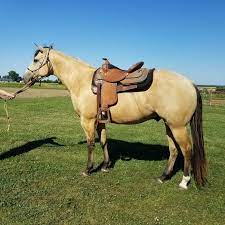 What Colors Make A Buckskin Quora
