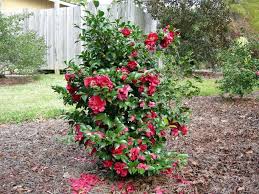 Camellia Hiemalis Green 02 003 October Magic Ruby 4 5 Tall By 3 4 Wide Blooms October November Camellia Hiemalis Often C Camellia Plant Plants Buy Plants