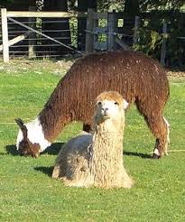 Alpaca, llama & camel genetic testing. Alpaca Wikipedia