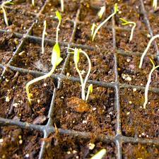 If a picture doesn't feature sneakers as the main focal point, it may be removed. Ensuring Success With Tomato Seed Germination Growing Tomatoes Peppers
