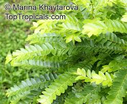 Image result for Phyllanthus beillei