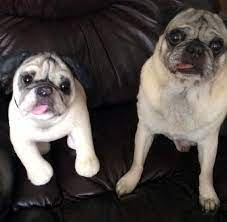 Now You Can Clone Your Pet Into A Stuffed Animal The Creators Project Personalized Stuffed Animals Cute Stuffed Animals Pets Cuddling