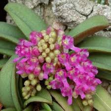 Image result for Podangis dactyloceras