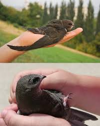 Результат пошуку зображень за запитом "стриж"