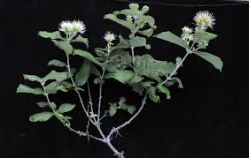 Image result for Combretum mossambicense