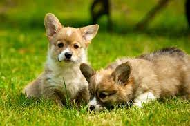 How Much Do Corgis Cost Corgi Guide