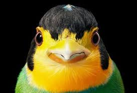 Meski sebenarnya burung ini termasuk hewan yang buas di alam liar, termasuk burung pemangsa dan aktif mencari mangsa di malam hari atau istilahnya hewan nokturnal. Punya Warna Dan Bentuk Yang Unik Yuk Lihat Potret Burung Burung Langka Dari Berbagai Penjuru Dunia Semua Halaman Bobo