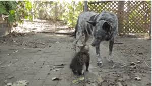 Dog Lends Helping Paw To Disabled Cat Video 5,000 funny cats + cute kittens • 100% original content • daily creations. dog lends helping paw to disabled cat