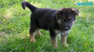 5 Training Tips For German Shepherd Puppies Youtube German shepherd puppy ears can be unpredictable! 5 training tips for german shepherd puppies