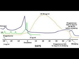 At the university of giessen in germany; Canine Ovulation Detector Test Draminski Successful Youtube