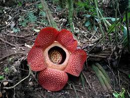 Dubai, kota gurun dari timur tengah. Rafflesia Arnoldii Bunga Terbesar Di Dunia Yang Ada Di Bengkulu