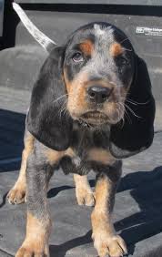 Read more about this dog breed on our coonhound breed information page. Omg That Face Bluetick Coonhound Dog Grand Bleu De Gascogne Hounds Dogs Puppy Hound Puppies Coonhound Puppy Dog Breeds