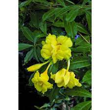 Double Golden Allamanda Allamanda Cathartica Stansill S Double 3 Flowers Emerge In Clusters From Spring To Fall Fragrant Plant Blooming Plants Adenium