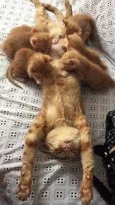 Epingle Par Yvan Lecoustre Sur Super Chats En 2020 Bebes Animaux Mignons Chats Et Chatons Bebes Animaux