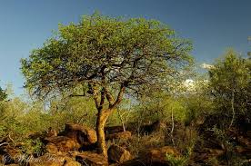 Image result for Commiphora caerulea