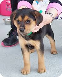 Maybe you would like to learn more about one of these? Greensboro Ga Rottweiler Meet Baby Girl A Pet For Adoption