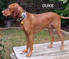 I have a litter of (5) akc vizsla puppies whelped on march 10, 2021. Bozy S Vizslas