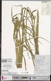 Image result for Triumfetta dekindtiana