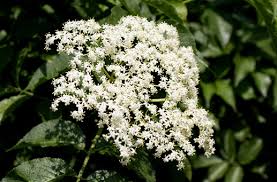 Check spelling or type a new query. Elderflower Extract For Cosmetics Sambucus Nigra Flower Extract Gfn Selco News