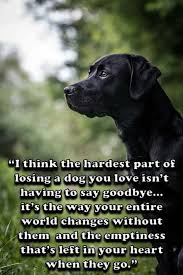 We did not find results for: Webmail Telstra Bigpond Australia Dog Quotes Losing A Dog Dogs