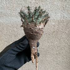 Image result for Euphorbia duseimata