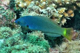 Image result for Ficalhoa