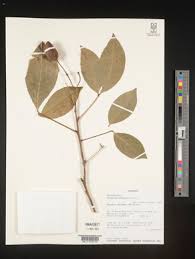 Image result for Ritchiea capparoides