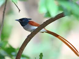 asian paradise flycatcher terpsiphone paradisi this bird i watch and beautiful birds birds little birds