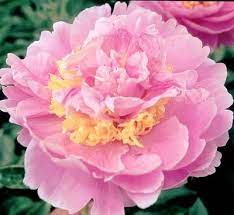 klehm s song sparrow farm and nursery peonies paeonia pivoine jardin de pivoines vivaces
