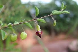 Image result for Tinnea