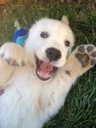 A purebred golden retriever puppy from a reputable breeder in the usa may cost you between $1,500 and $2,500. Roy Golden Retriever Puppy 9 Weeks Old Happy Dogs Dogs Golden Retriever Cute Dogs
