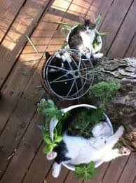 * using the seeds of the stinging nettle plant also helps improve free testosterone levels in men. 60 Cat Herb Gardens Ideas Pets Crazy Cats Herb Garden