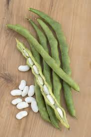 Image result for Phaseolus